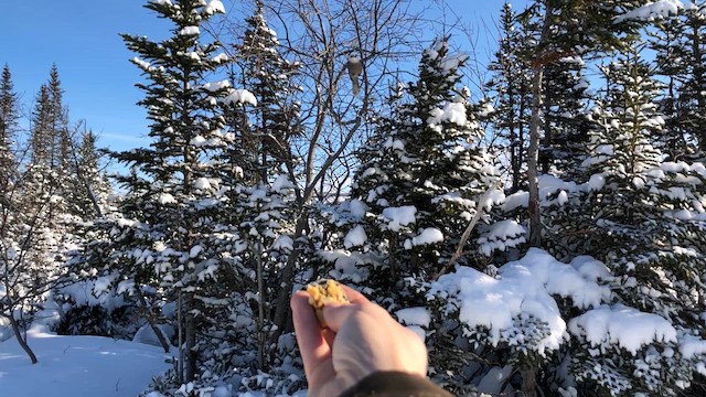 Кукша канадська - ML646160474