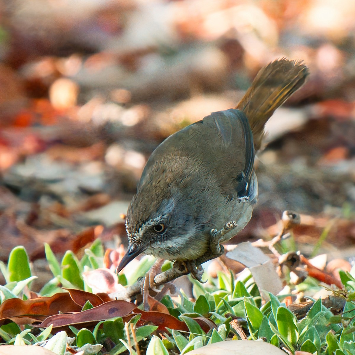 White-browed Scrubwren - ML646160475