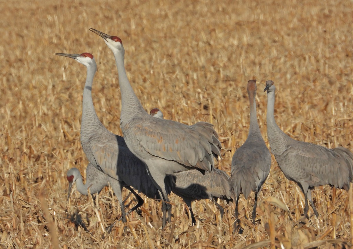 Sandhill Crane - ML646160476