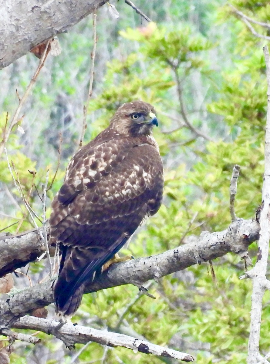 Red-tailed Hawk - ML646160479