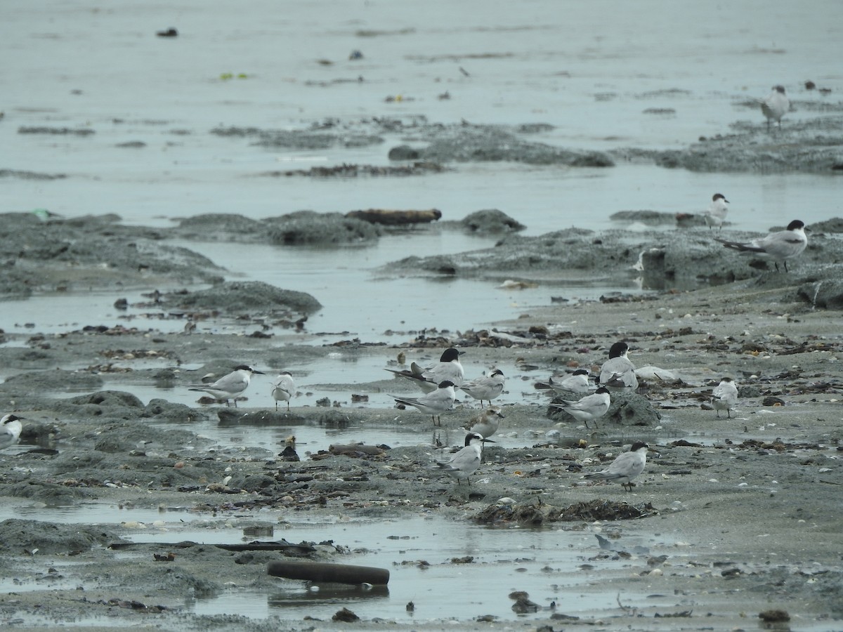 Little Tern - ML646160482