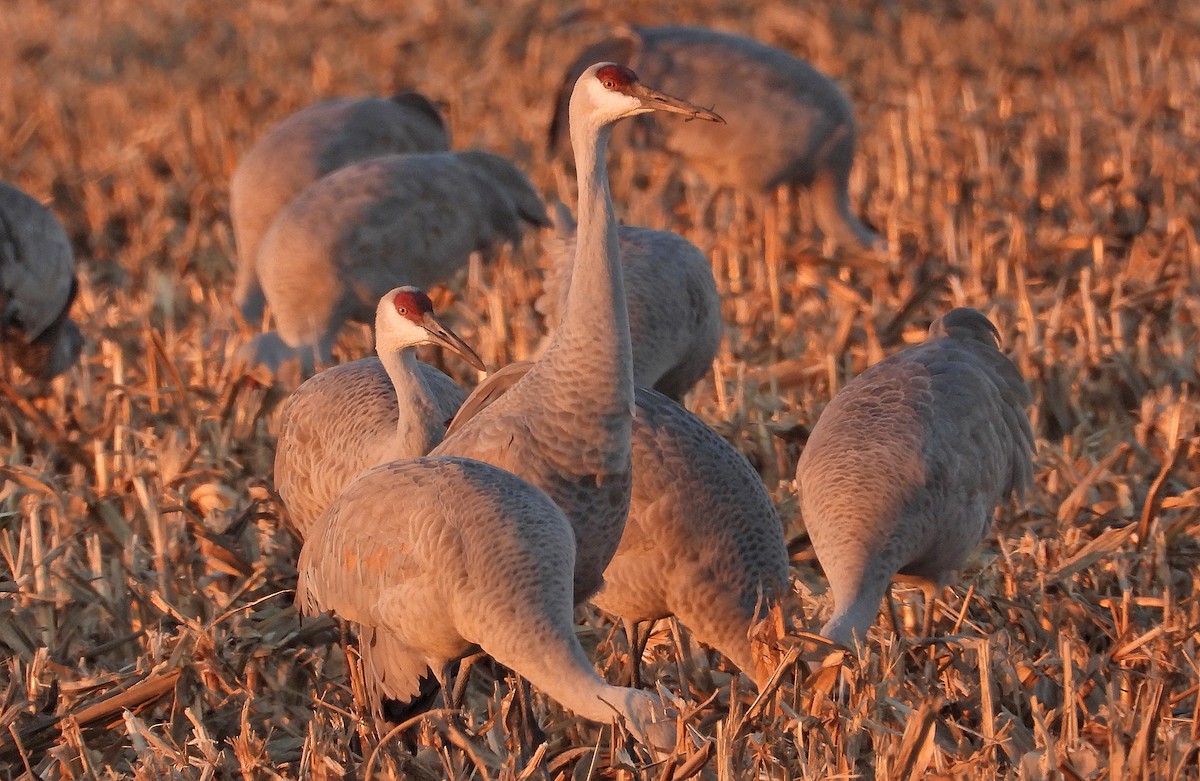 Sandhill Crane - ML646160483