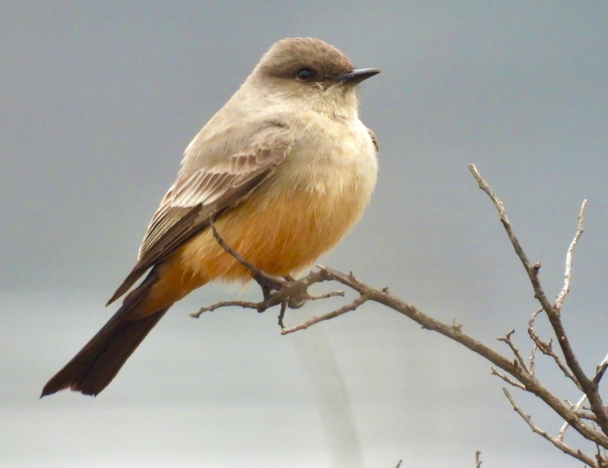 Say's Phoebe - ML646160491