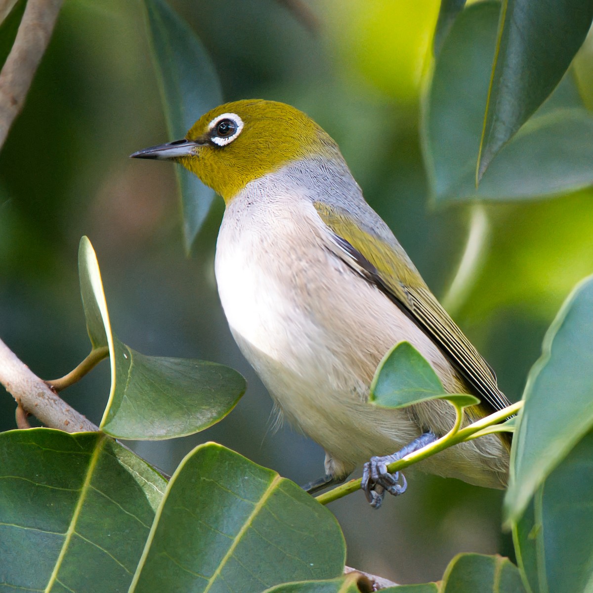 Silvereye - ML646160496