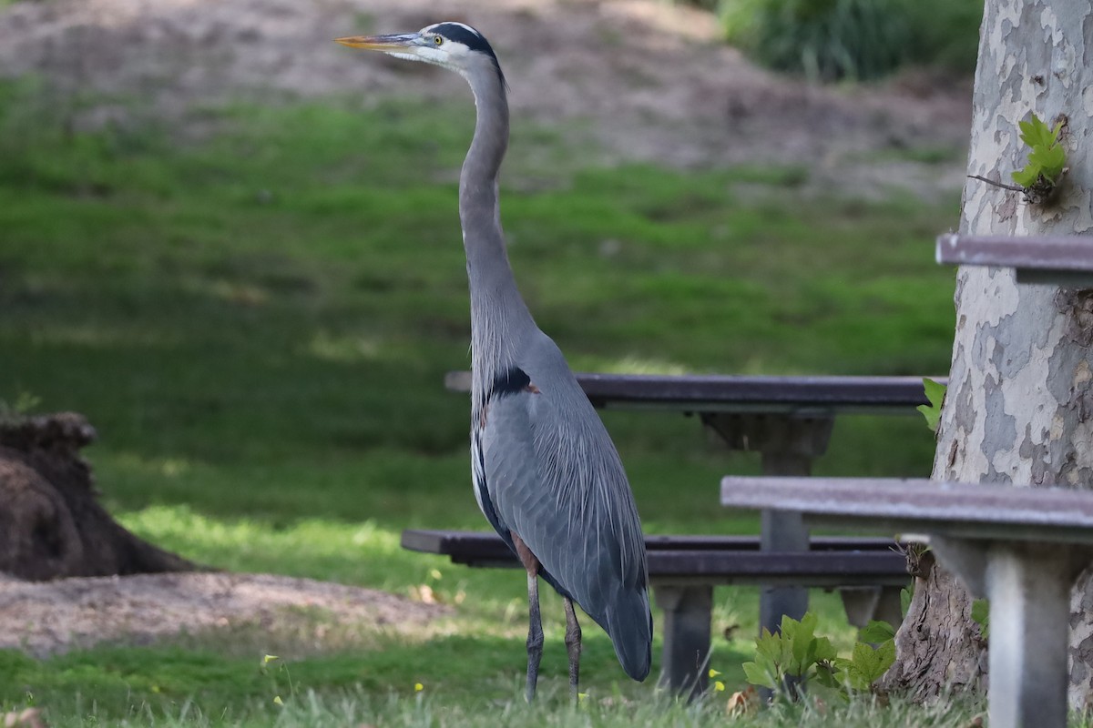 Great Blue Heron - ML646160498