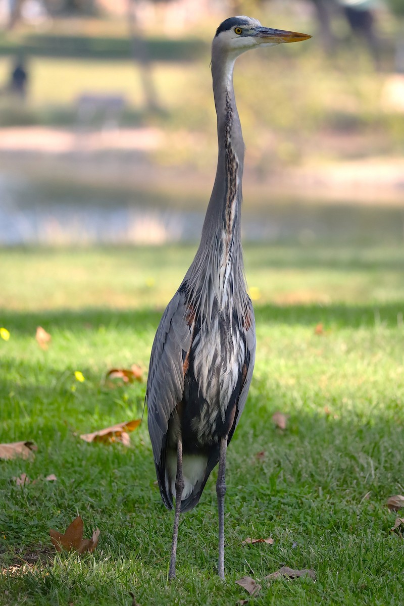 Great Blue Heron - ML646160499