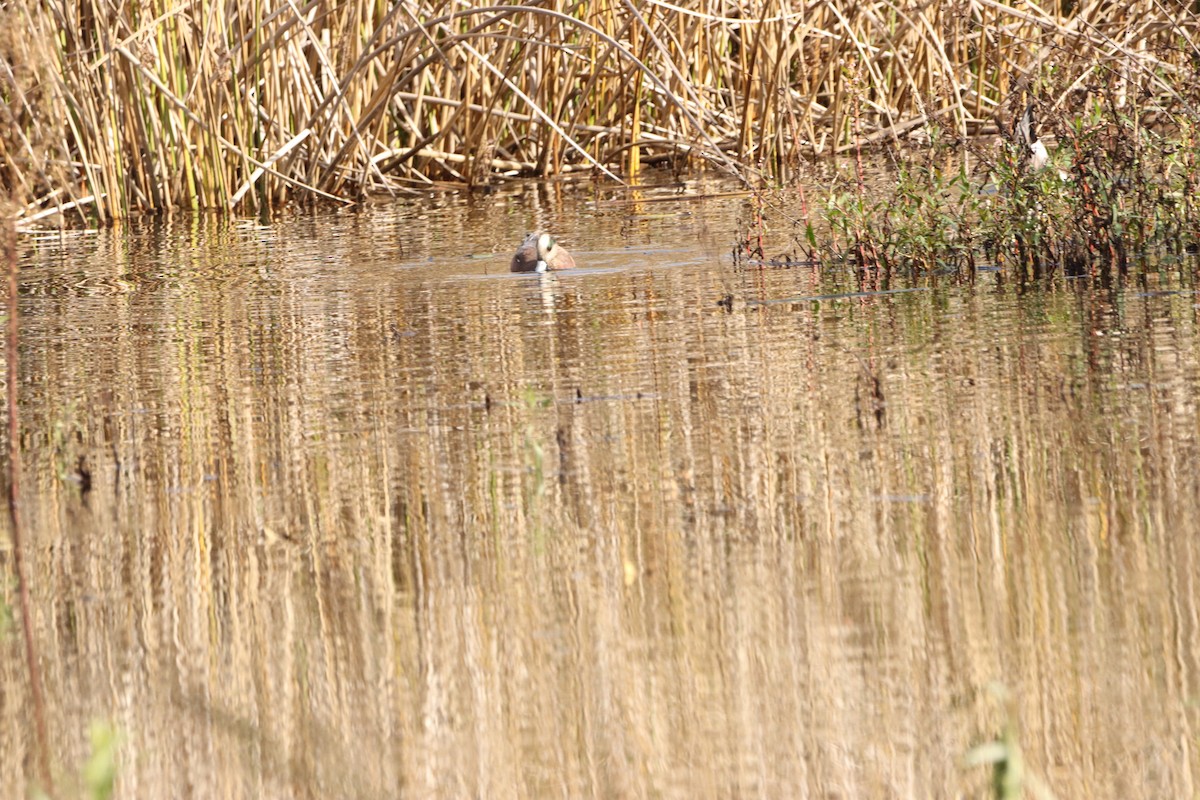 Fischione americano - ML646160500