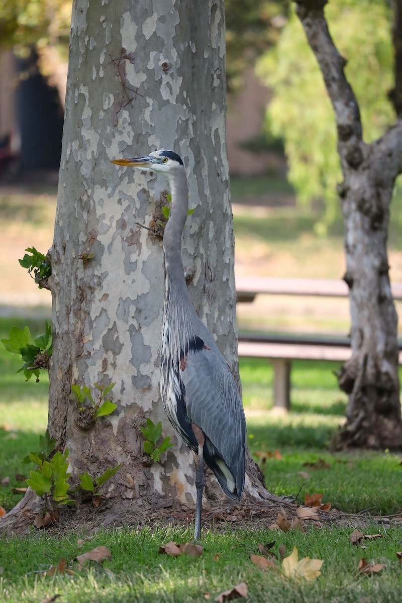 Great Blue Heron - ML646160501