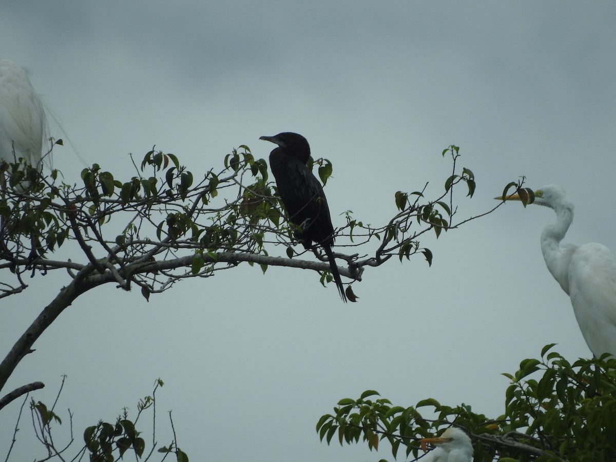 cormorant sp. - ML646160503