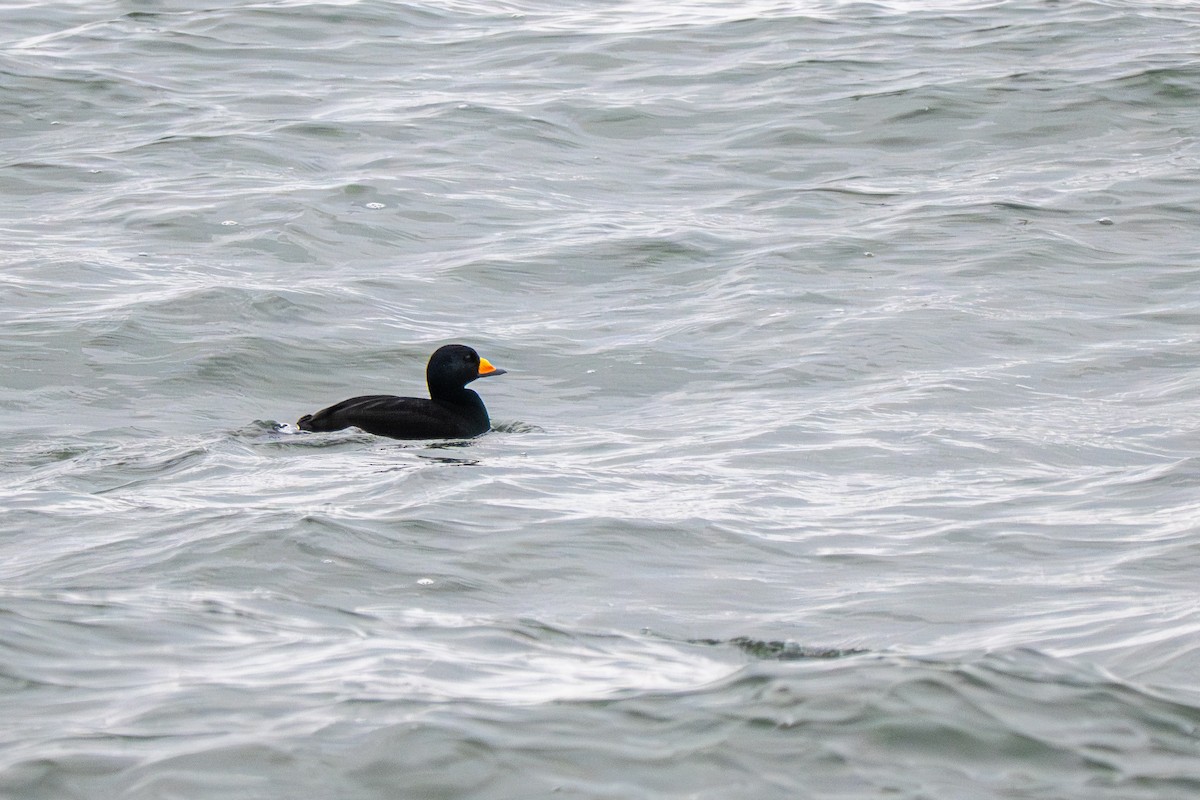 amerikasvartand - ML646160504