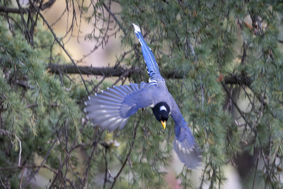 Yellow-billed Blue-Magpie - ML646160505