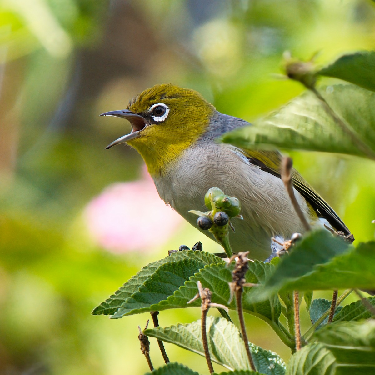 Silvereye - ML646160519