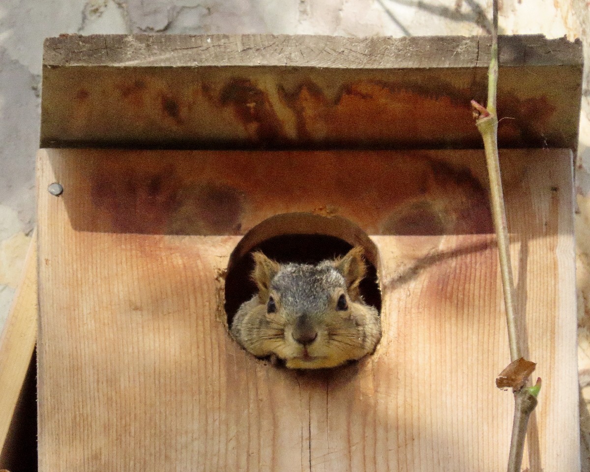 Eastern Fox Squirrel - ML646160520