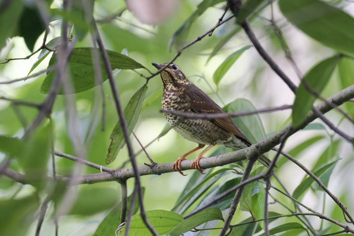 Siberian Thrush - ML646160521