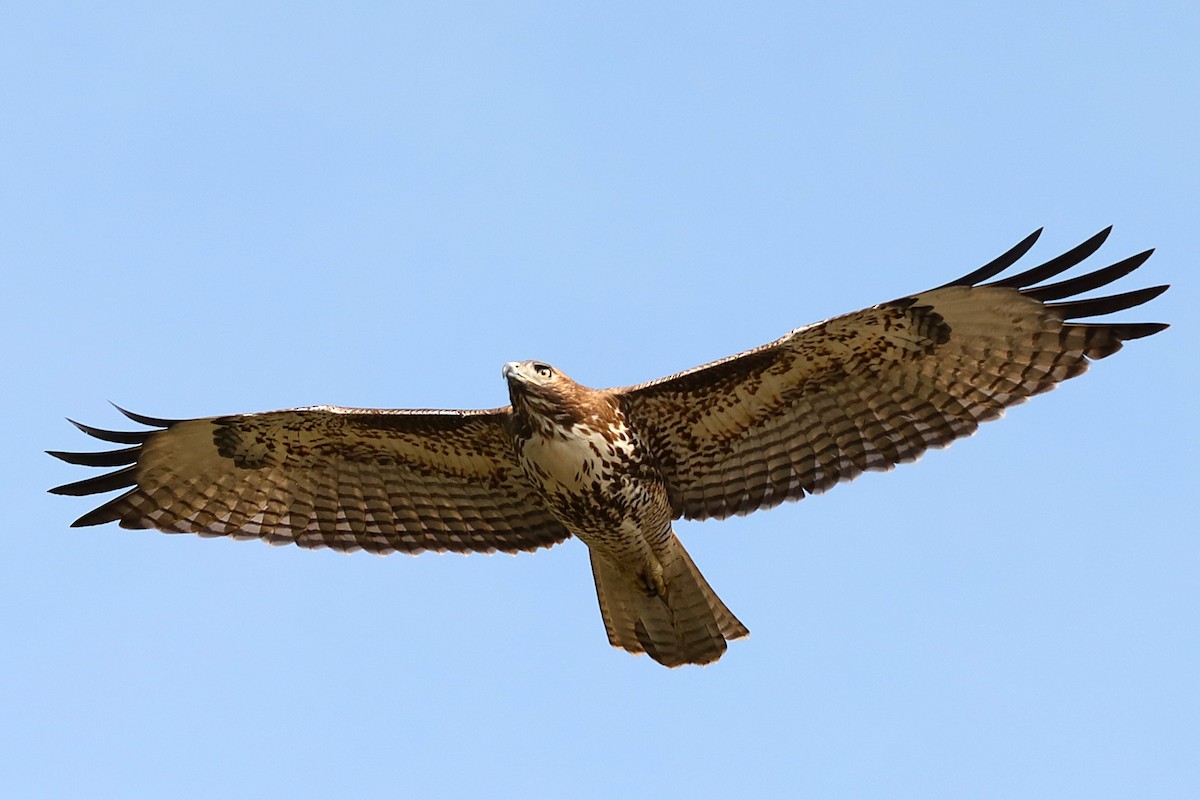 Red-tailed Hawk - ML646160522