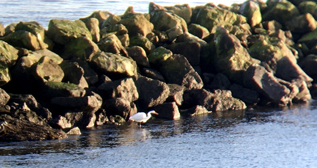 Great Egret - ML646160524