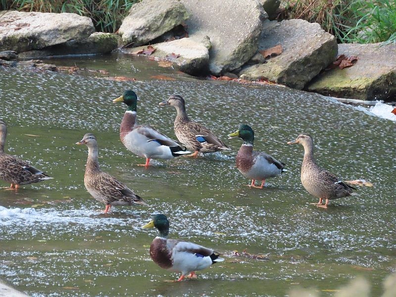 Mallard - ML646160527