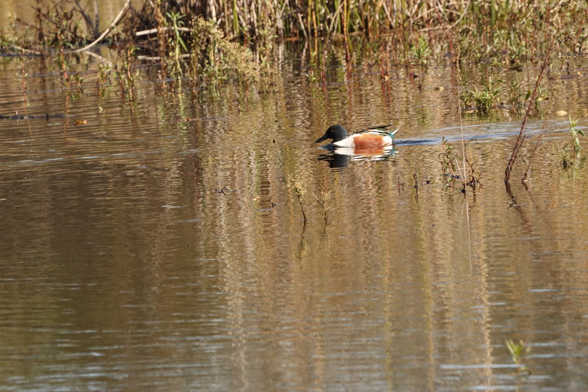 Mestolone - ML646160531