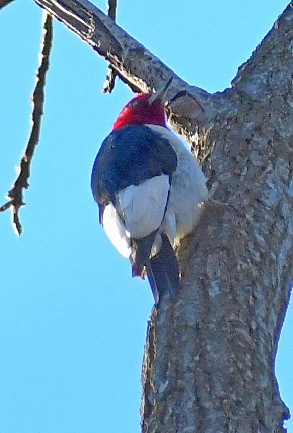 ズアカキツツキ - ML646160532