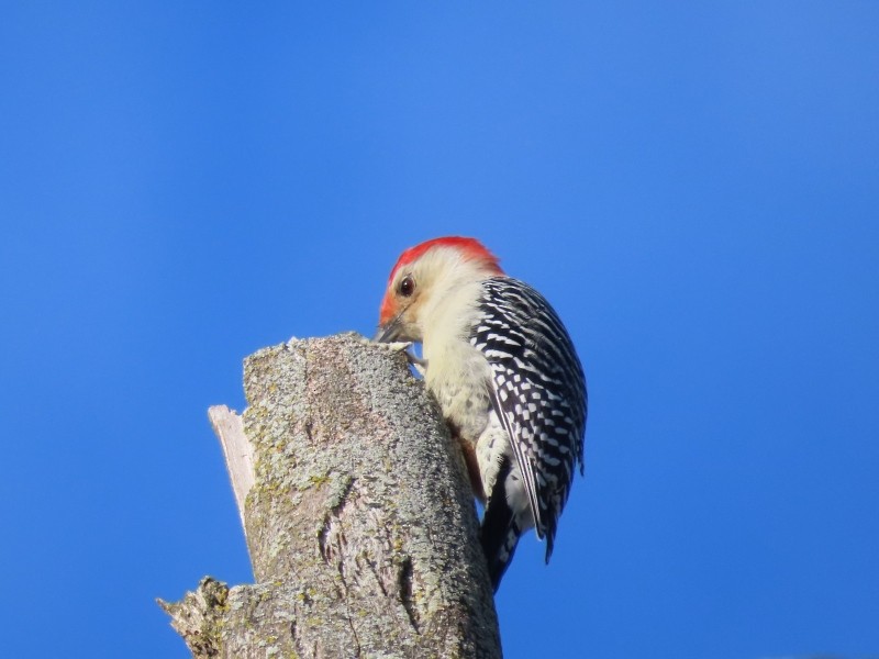 Red-bellied Woodpecker - ML646160537