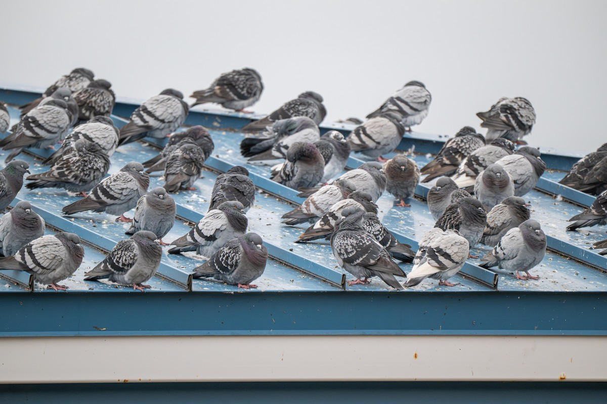 Rock Pigeon (Feral Pigeon) - ML646160540