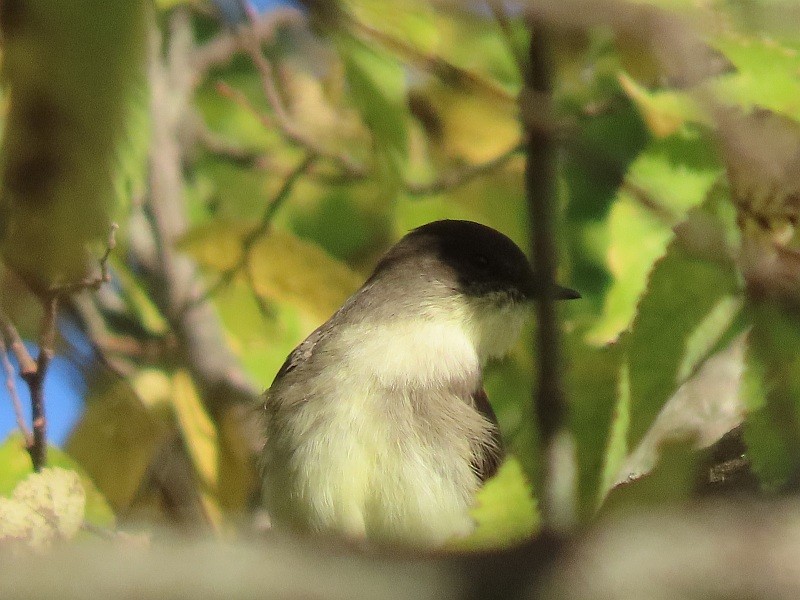 Eastern Phoebe - ML646160550