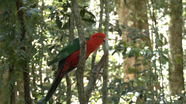 Алістер королівський - ML646160551