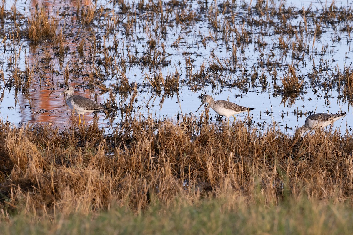 Tüpfelgelbschenkel - ML646160554