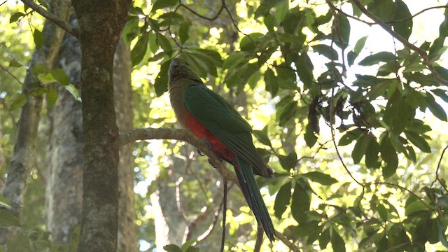 Australian King-Parrot - ML646160555