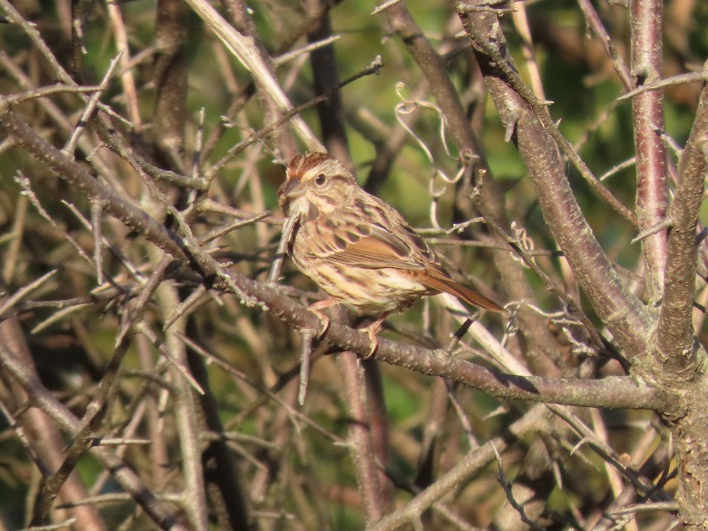 Song Sparrow - ML646160585