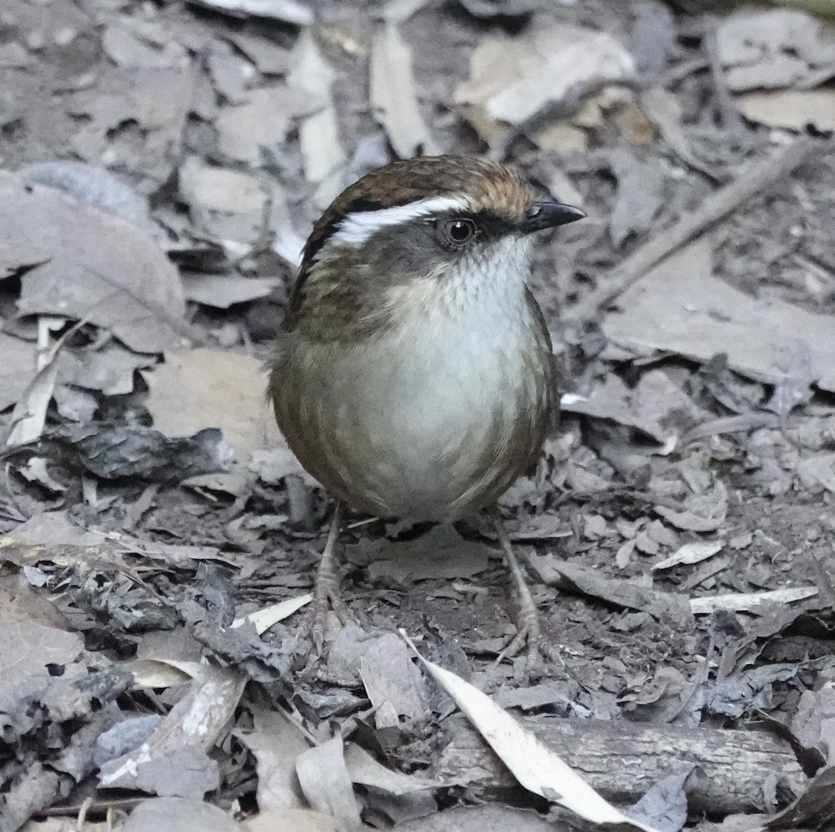 Ржаволобая альциппа - ML646160590