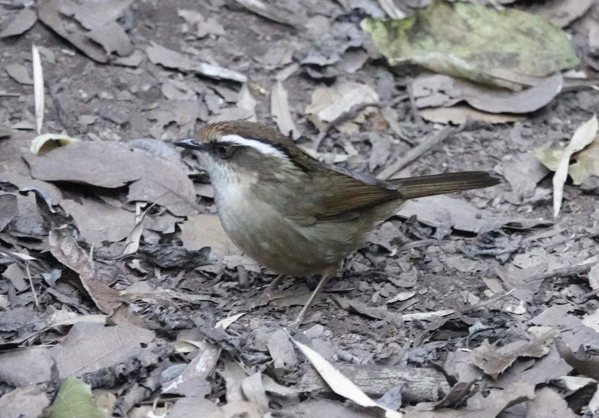 Ржаволобая альциппа - ML646160591