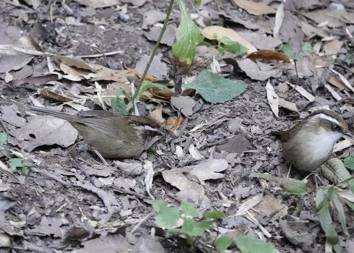 Ржаволобая альциппа - ML646160593