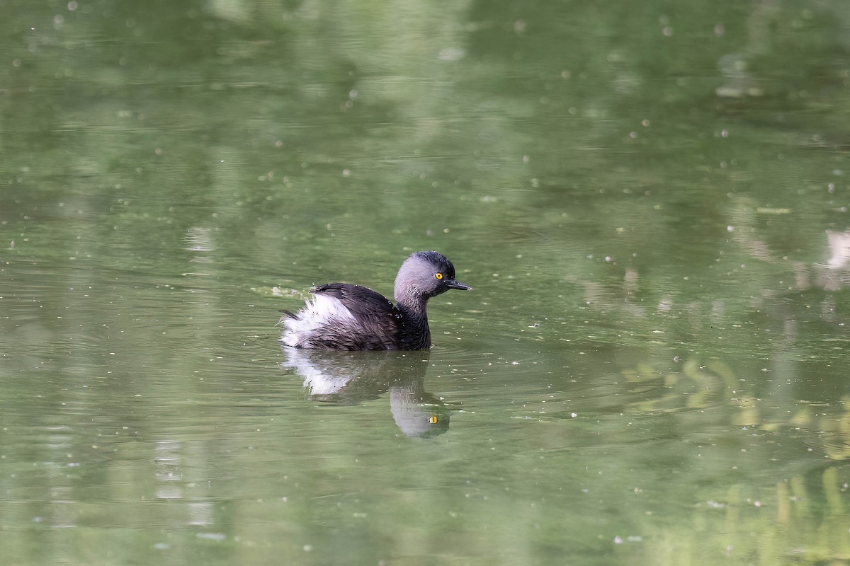 Least Grebe - ML646160595