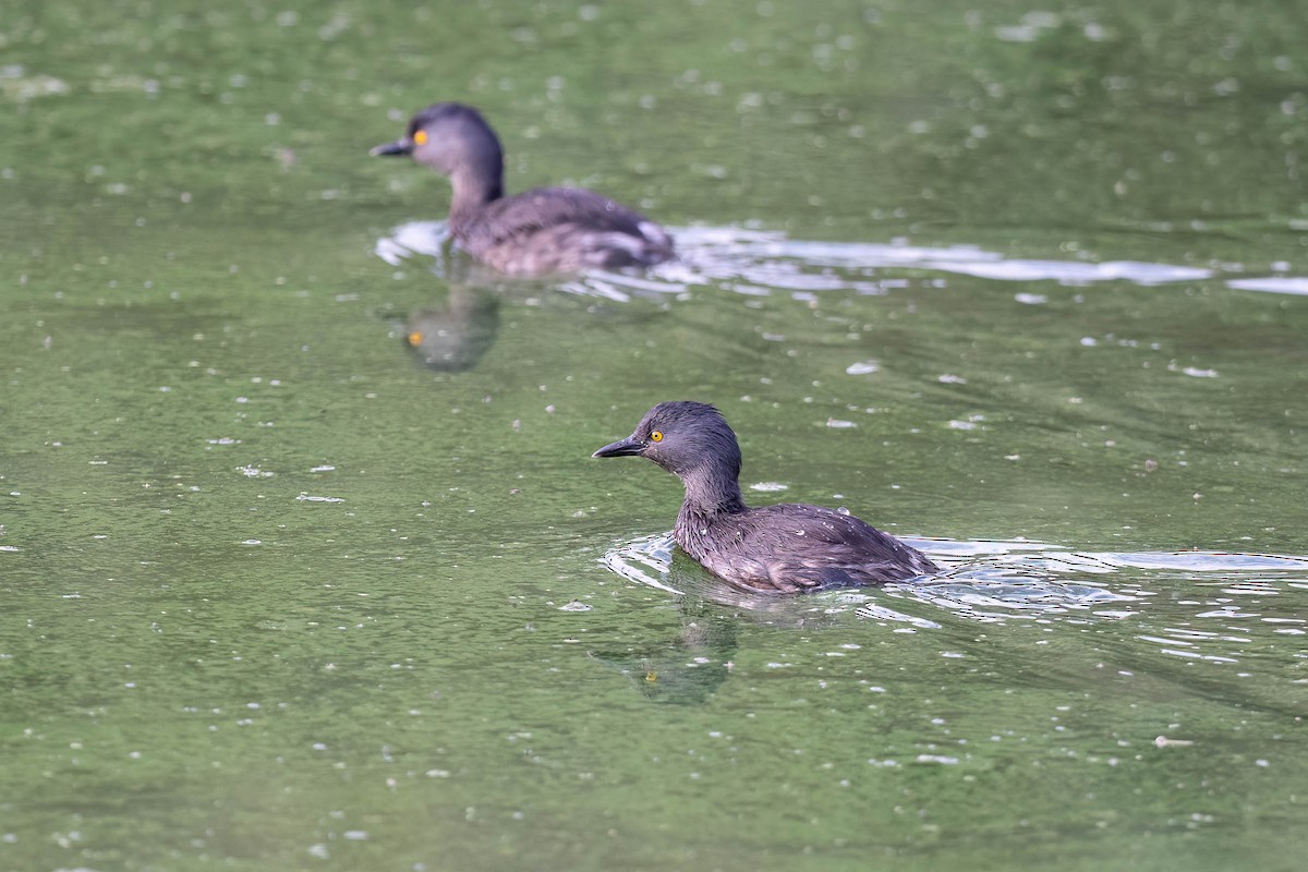 Least Grebe - ML646160596
