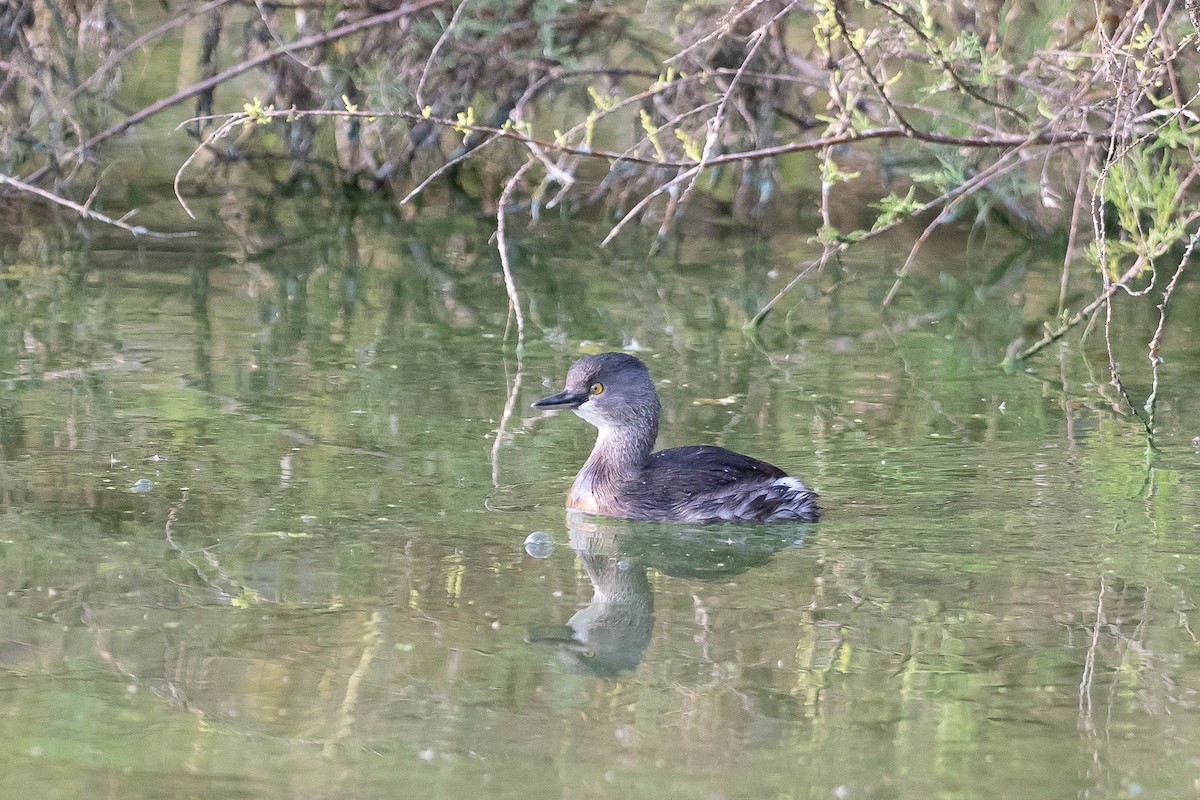 Least Grebe - ML646160597