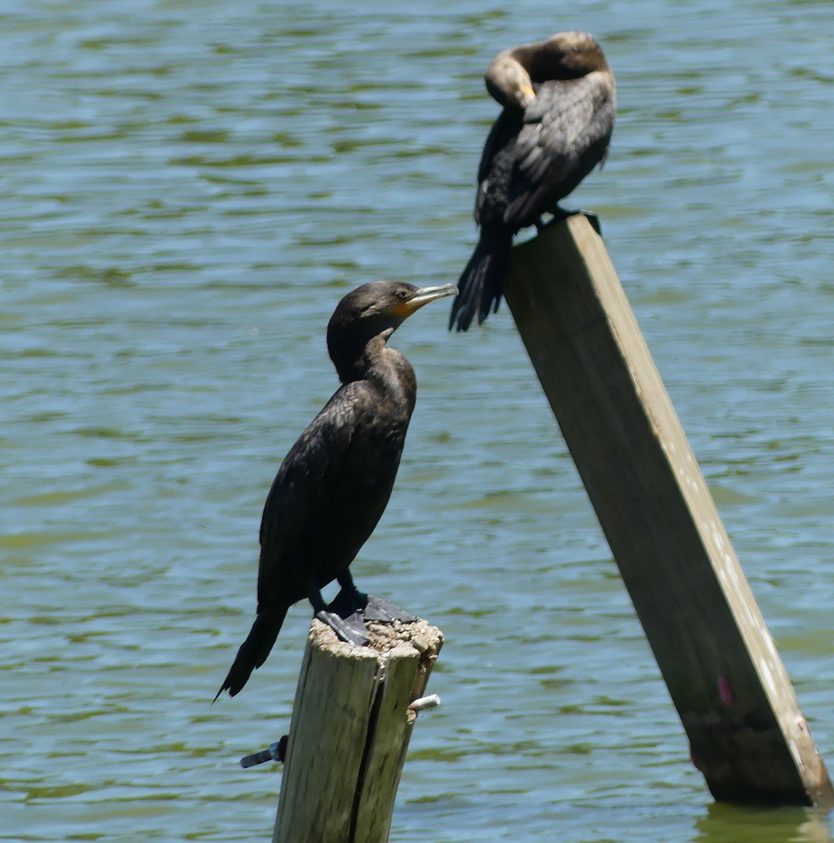 Neotropic Cormorant - ML646160600