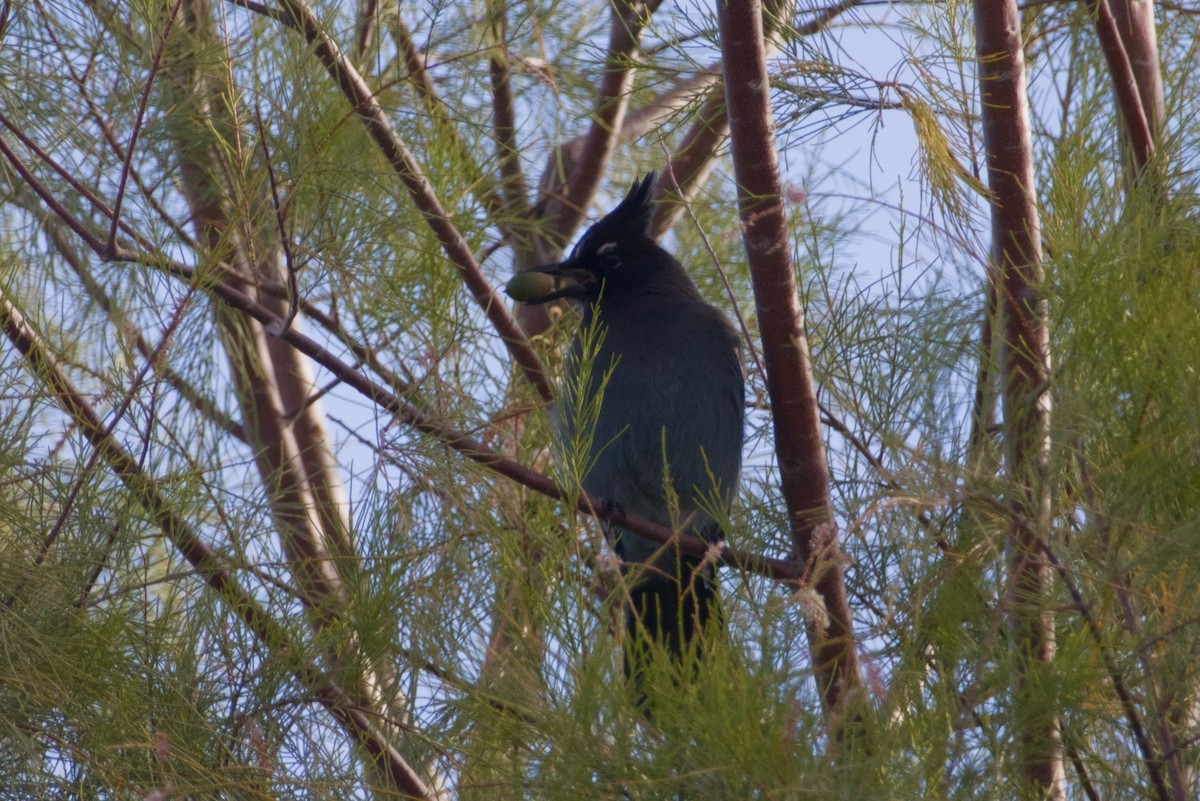 Steller's Jay (Southwest Interior) - ML646160605