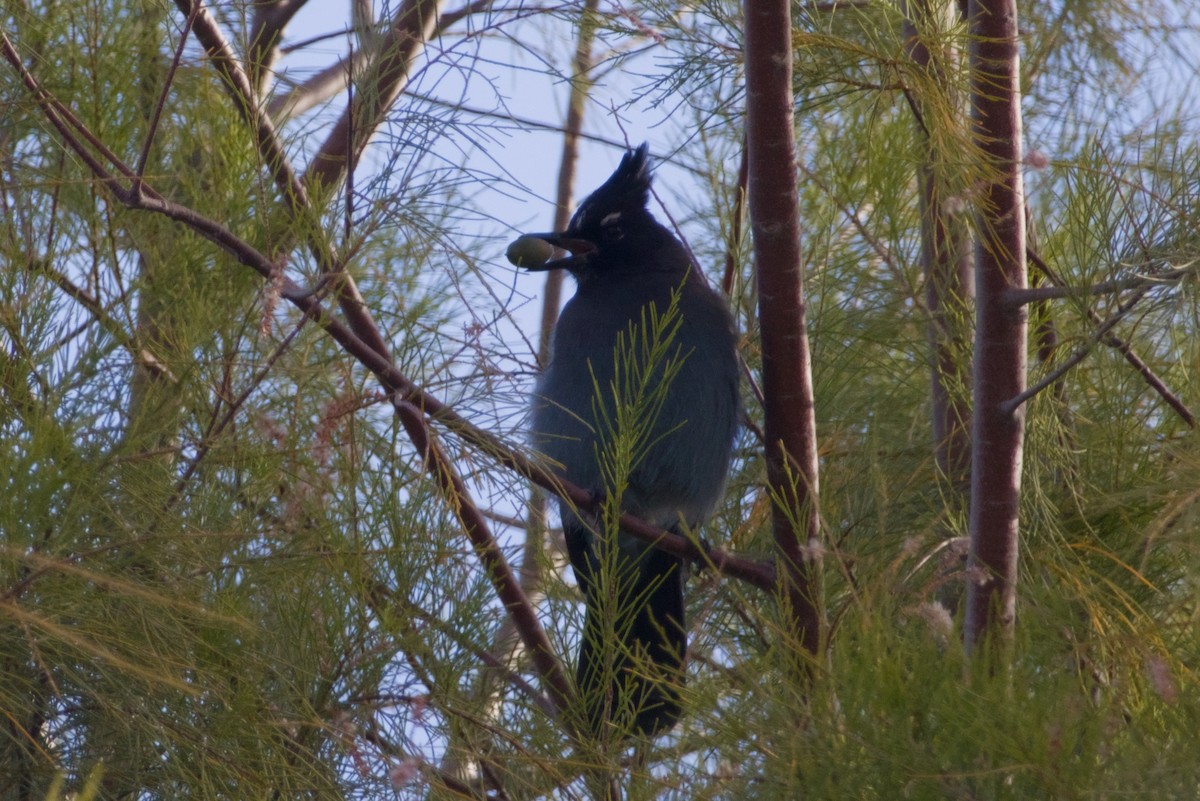 Steller's Jay (Southwest Interior) - ML646160606