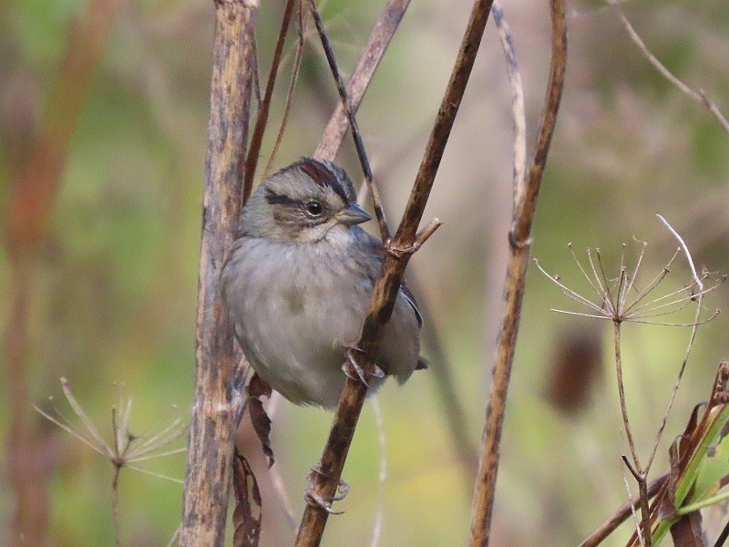 Swamp Sparrow - ML646160609