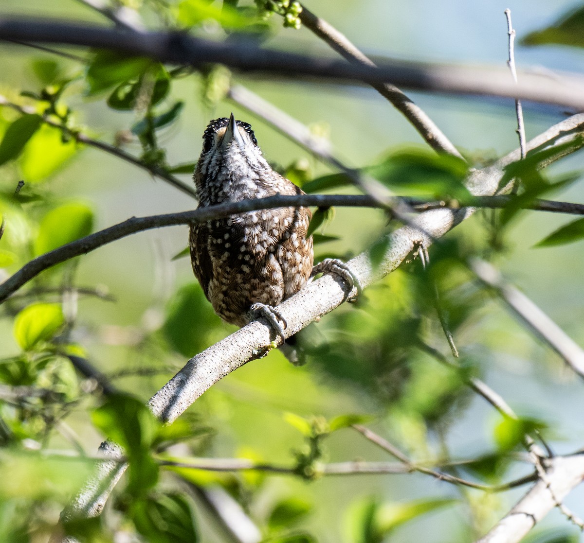 Spotted Piculet - ML646160619
