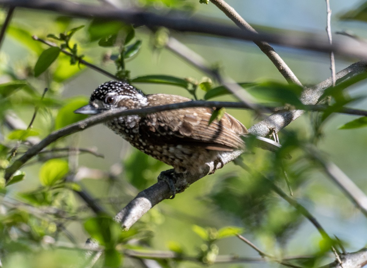 Spotted Piculet - ML646160620