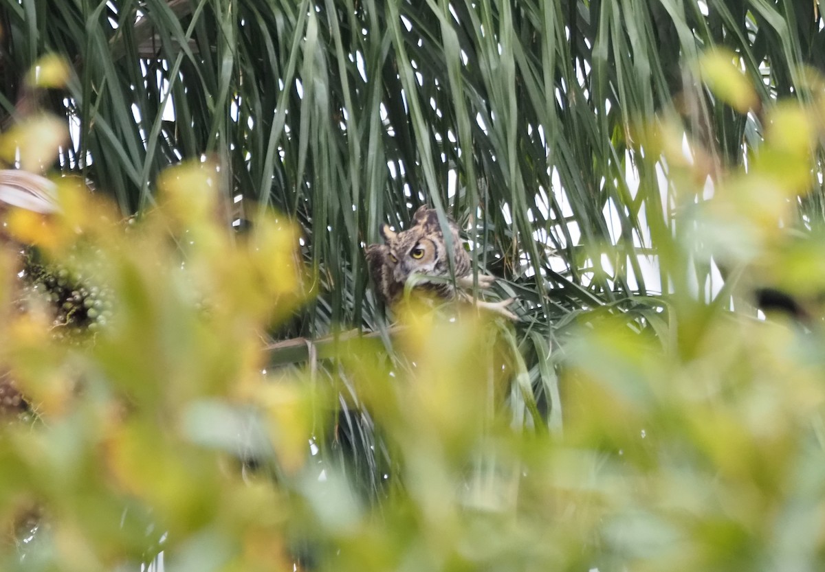 Great Horned Owl - ML646160622