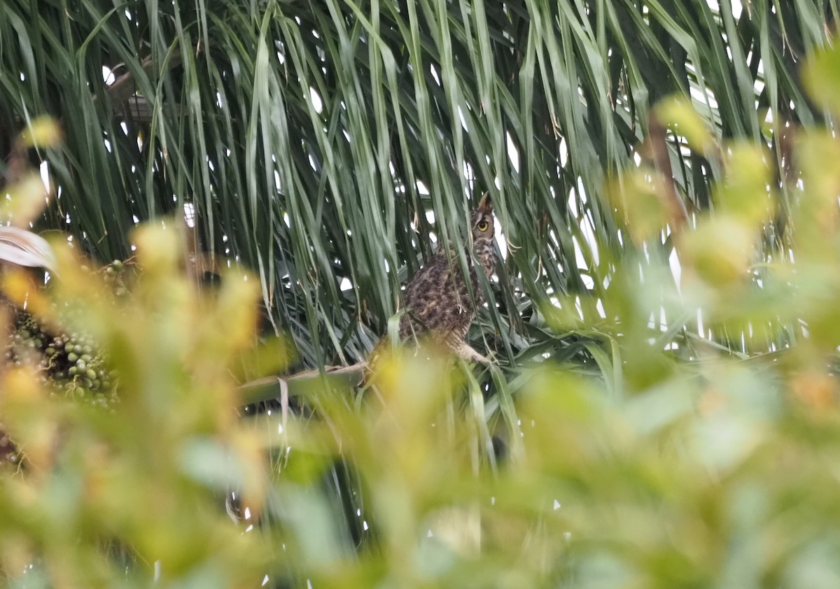 Great Horned Owl - ML646160623