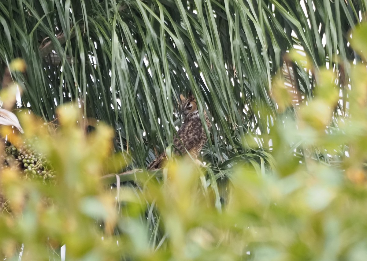 Great Horned Owl - ML646160624