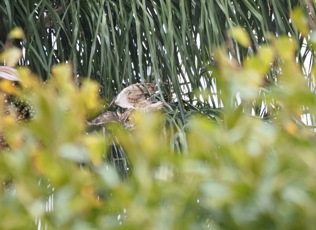 Great Horned Owl - ML646160625