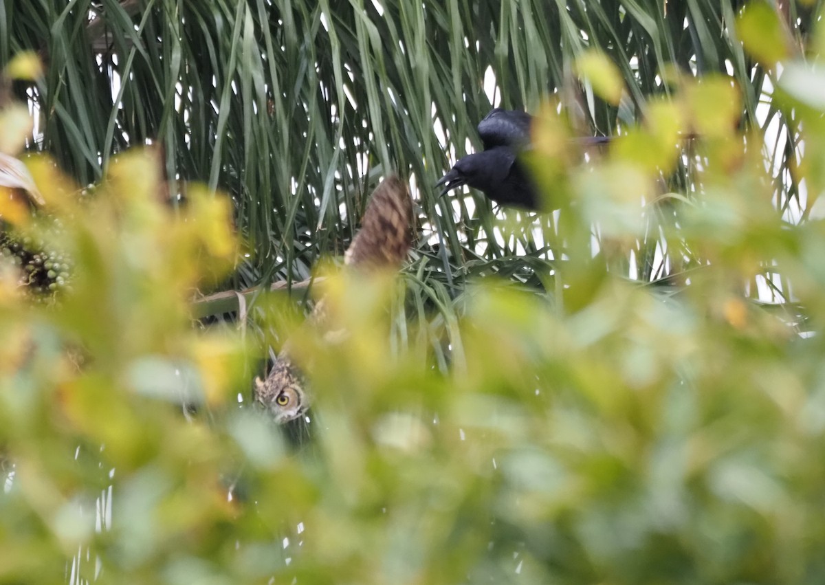 Great Horned Owl - ML646160626