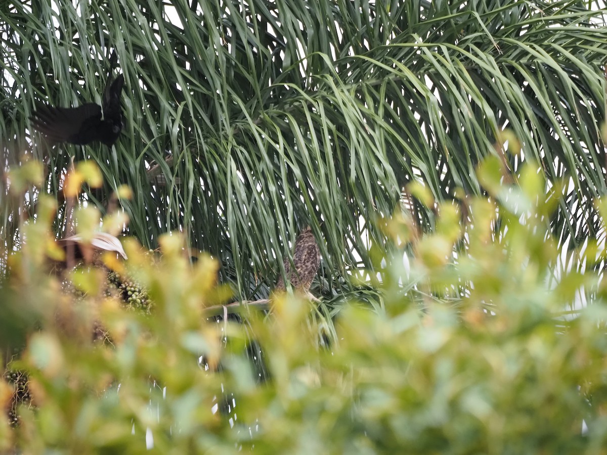 Great Horned Owl - ML646160628