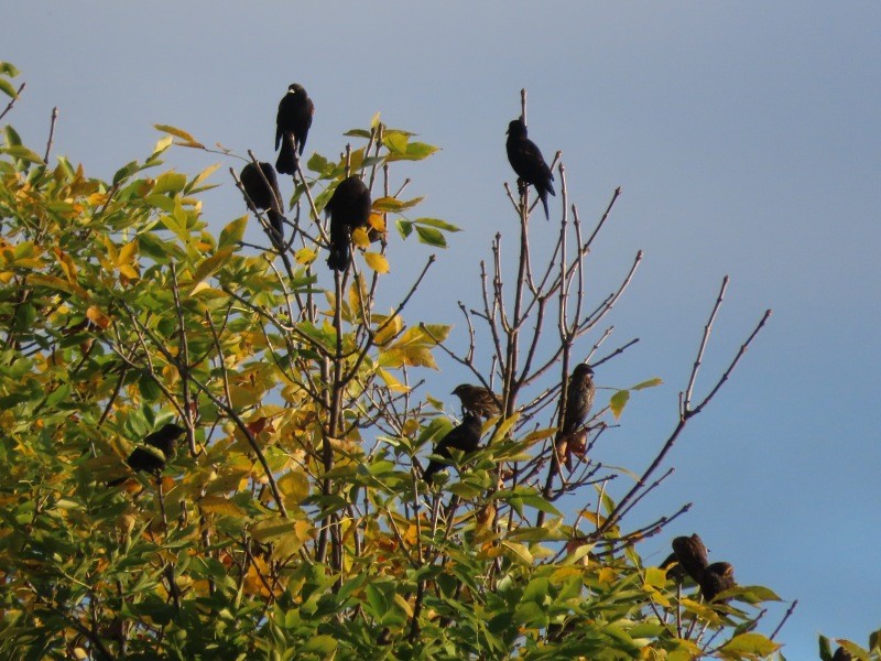 blackbird sp. - ML646160633
