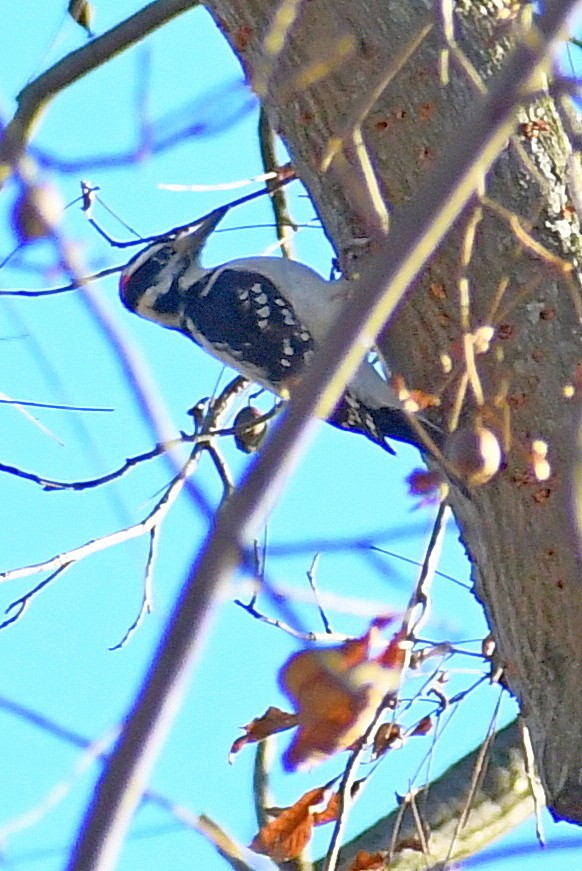 セジロアカゲラ - ML646160635